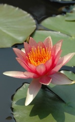 longwood gardens