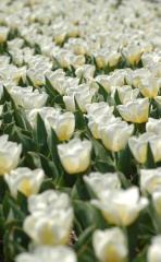 longwood garden