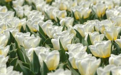 Longwood Gardens